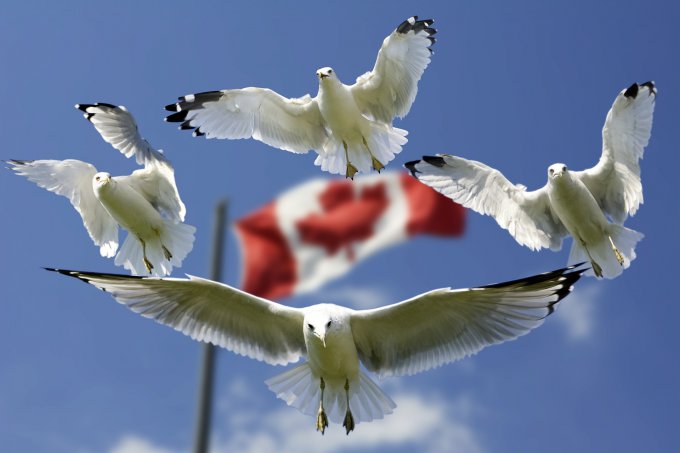 Flaga kanady